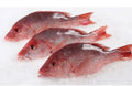 Red snapper fish