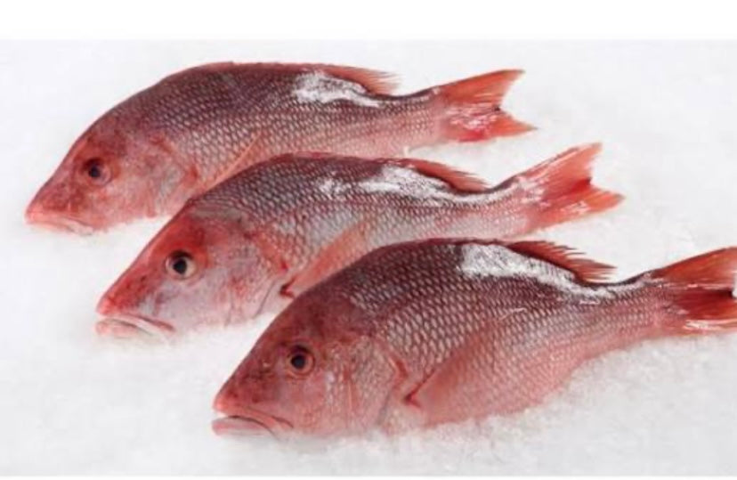 Red snapper fish