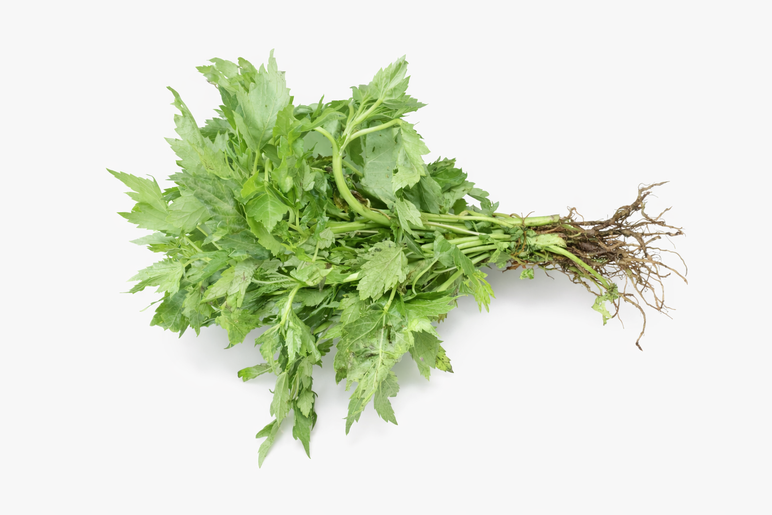 2 Kering Kering leaf