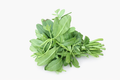 2 Bologi leaf