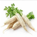 Radish