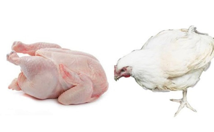 2.5k Fresh Broiler Chicken