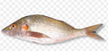 Sompa fish