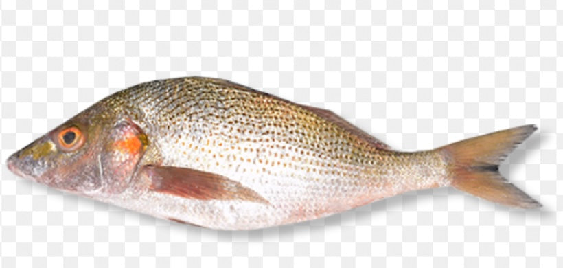 Sompa fish