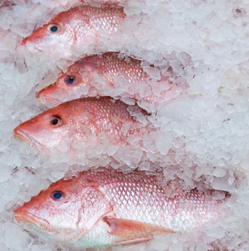Red snapper fish