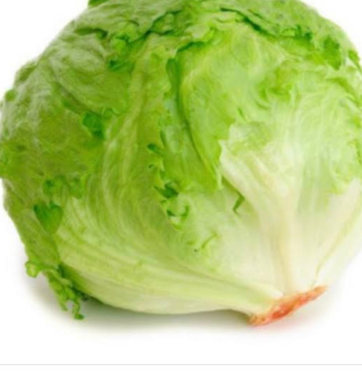 Lettuce