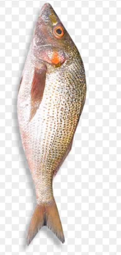 Sompa fish