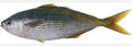 Butter fish