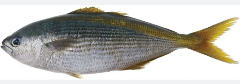 Butter fish