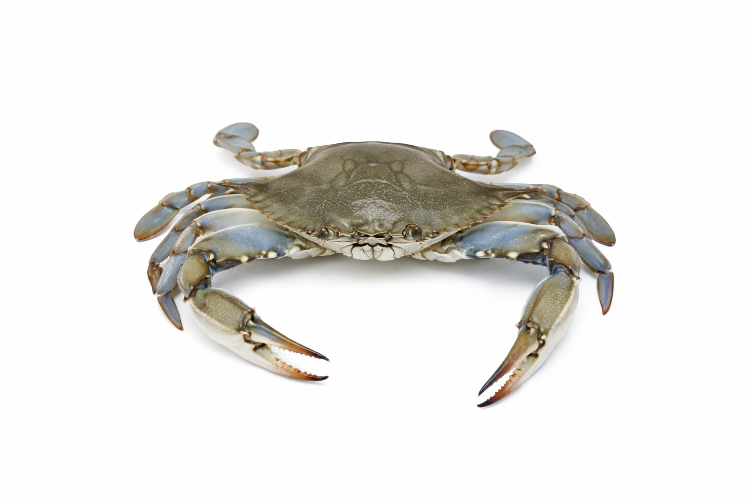 Crab