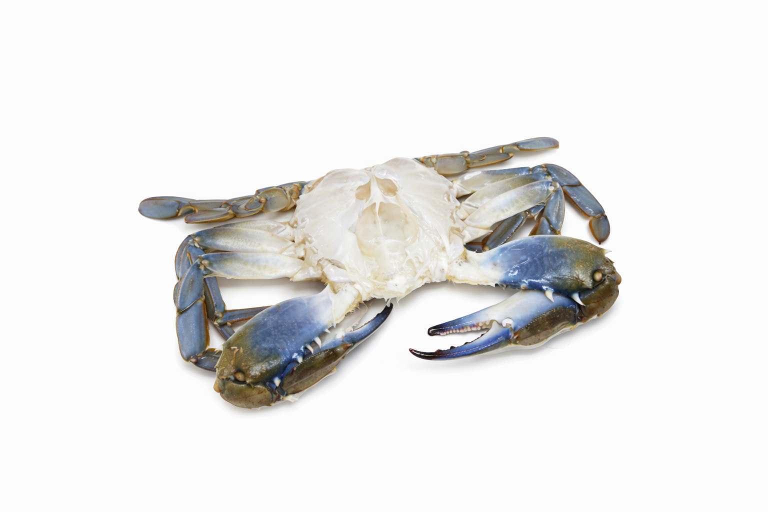 Crab