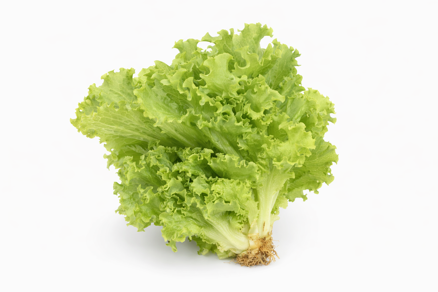 Lettuce