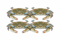 Crab