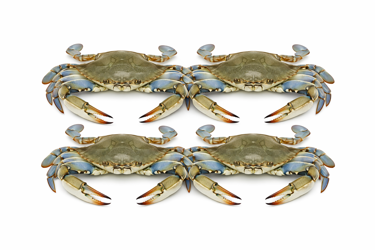 Crab
