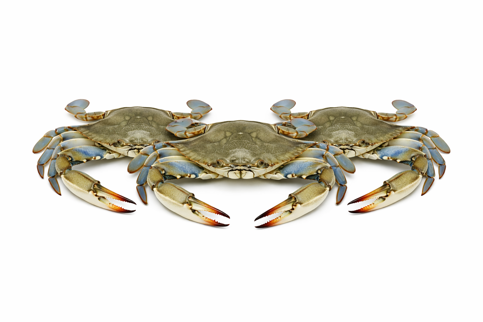 Crab