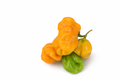 Hot pepper