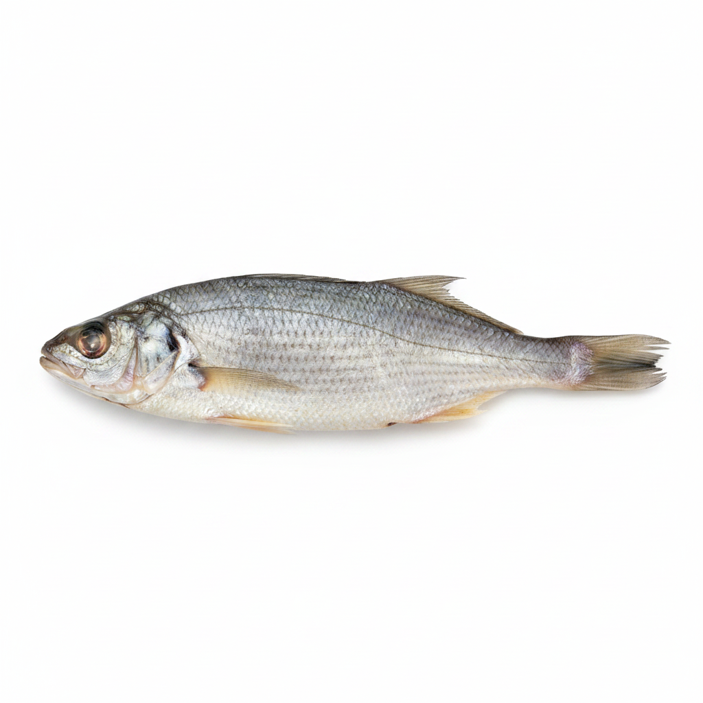 Lady Fish (1 Piece)