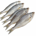 5 small Lady Fish